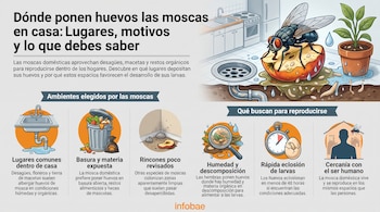 Mosca doméstica grande, manzana podrida con larvas, desagüe y maceta. Incluye ilustraciones de fregadero, cubo de basura, rincón sucio, lupa, cronómetro, casa. Logo Infobae.