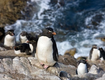 Las cifras de parejas reproductoras