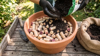Manos con guantes negros vierten tierra sobre corchos de vino depositados en una maceta de barro sobre madera.