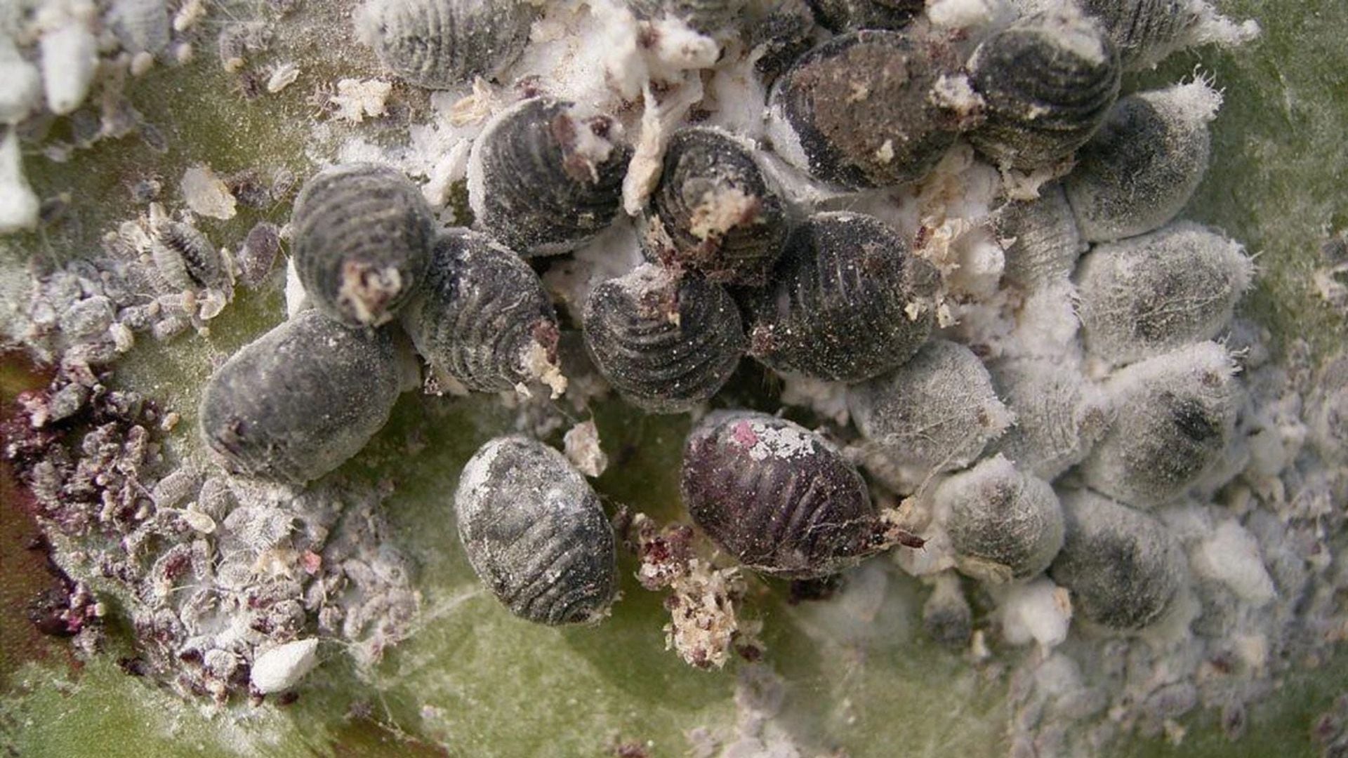 Cómo eliminar las cochinillas de las plantas y del jardín de casa