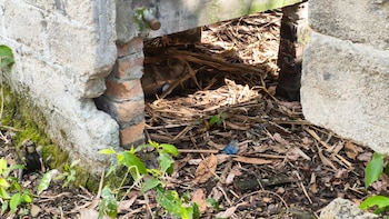 Frente Joaquín González, Tolima, Ejército