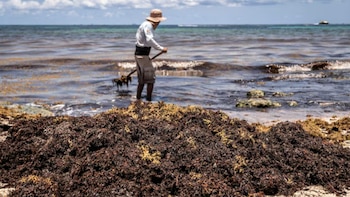 Desde 2011 el sargazo forma