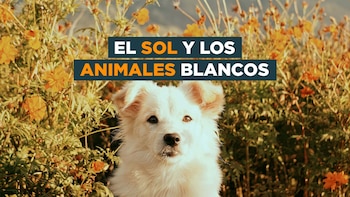 El sol y los animales