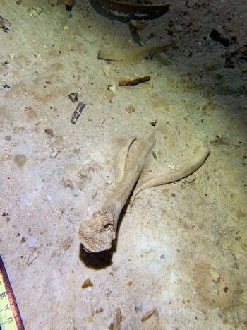 Se encontraron también restos oseos