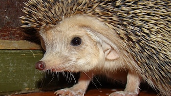 Pasó de ser una popular mascota en España por su adorable aspecto a una especie invasora que amenaza la fauna autóctona