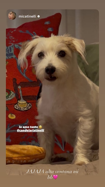 Un perro pequeño de pelaje blanco sentado en una cama junto a un cojín rojo bordado y texto superpuesto de redes sociales