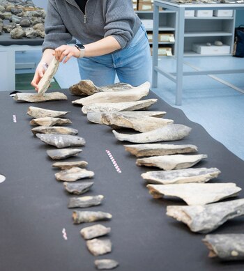 Las herramientas óseas descubiertas en