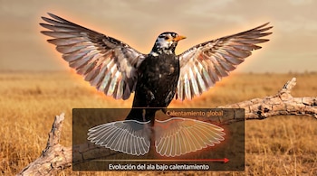 Pájaro oscuro de alas brillantes extendidas sobre una rama, con un fondo de hierba seca. Un cartel gráfico muestra 'Calentamiento global' y 'Evolución del ala'.
