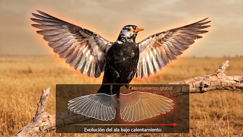 Por qué la evolución de las plumas en las aves les permitiría sobrevivir al aumento de temperaturas