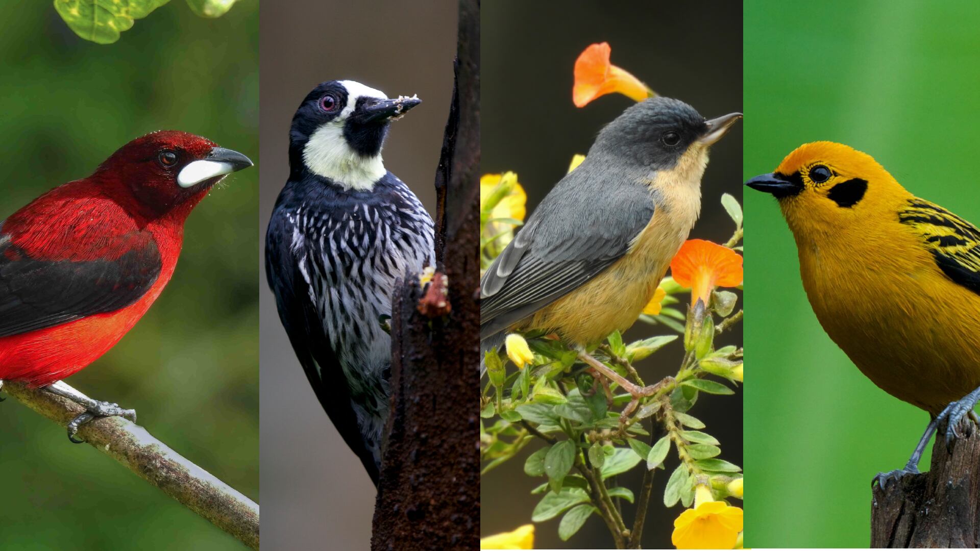En esa zona se puede observar una variedad de fauna y flora - crédito Fotocomposición Infobae (Ángela López y Carlos Mario Wagner/Colombia Birdfair)