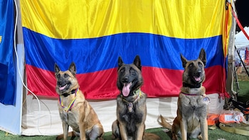 Estos son los cuatro perros rescatistas colombianos condecorados por su labor en la recuperación de víctimas de los terremotos en Venezuela
