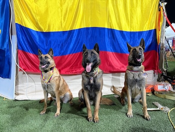 Candy, Rojo, Tamy y Dastan recibieron la Medalla al Mérito del Servicio de la Presidencia venezolana - crédito Ungrd