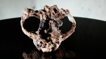 Piezas del tesoro fósil hallado