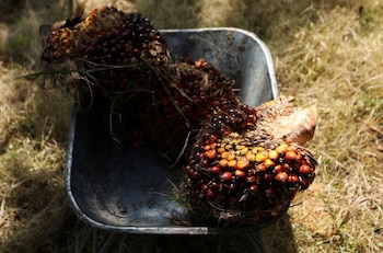 FOTO DE ARCHIVO. Racimos de fruta fresca de palma aceitera dentro de una carretilla en una plantación de aceite de palma en Kuala Selangor, Selangor, Malasia. 26 de abril de 2022. REUTERS/Hasnoor Hussain