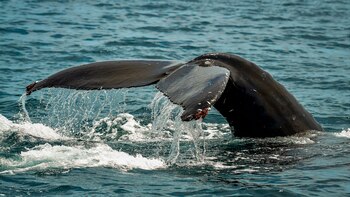 Las pesca de ballenas pudo
