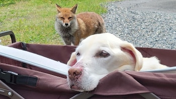 El zorro acompañando a su