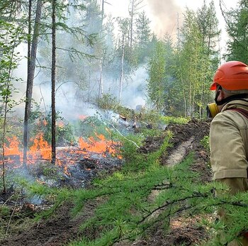 Con el fin de cubrir