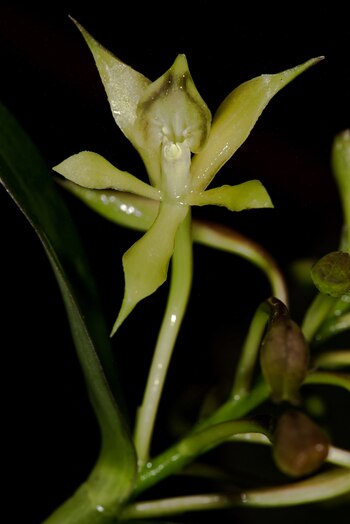 La Orquídea Epidendrum acuminatisepalum descubierta
