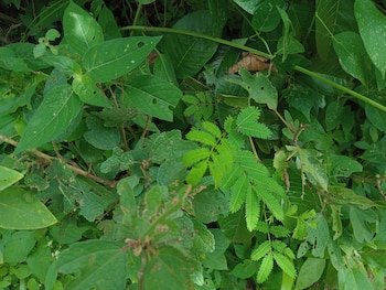 La mimosa tenuiflora o jurema