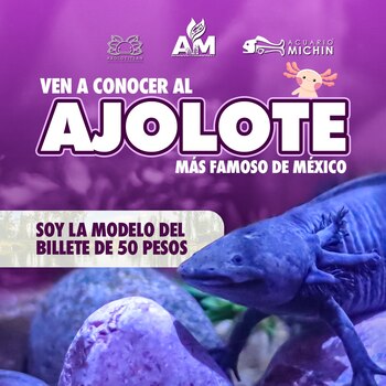 Con más de 350 especies,