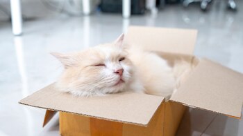 Los gatos son cazadores de