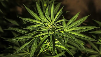 El sistema endocannabinoide es un