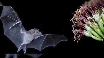 Un virus similar al coronavirus