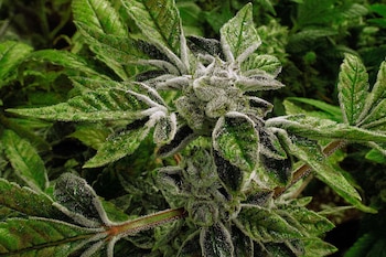 Plantas de marihuana en un centro de cultivo medicinal en Illinois. Solo Idaho y Kansas prohíben el cannabis por completo en Estados Unidos. (AP/Seth Perlman/archivo)