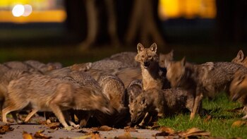 Chacales en el corazón de