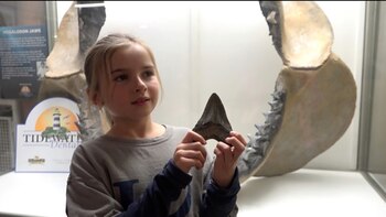 Una niña encontró un diente