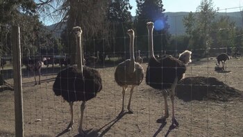 El sacrificio ordenado de más