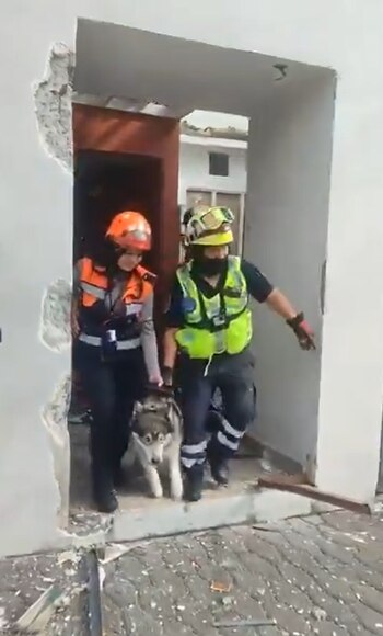 Dos bomberos en equipo de rescate guían a un perro husky blanco y gris saliendo de la puerta de una casa dañada por una explosión, con escombros en el suelo