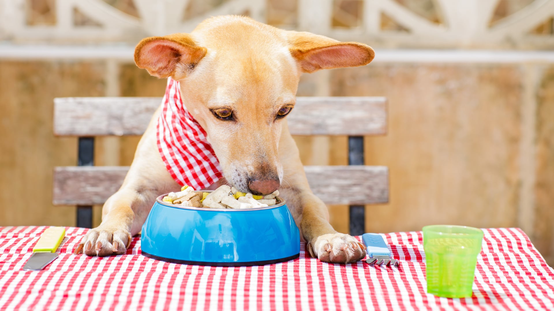 El mercado de alimentos para mascotas en El Salvador alcanzó los 95 millones en 2025 y sigue al alza