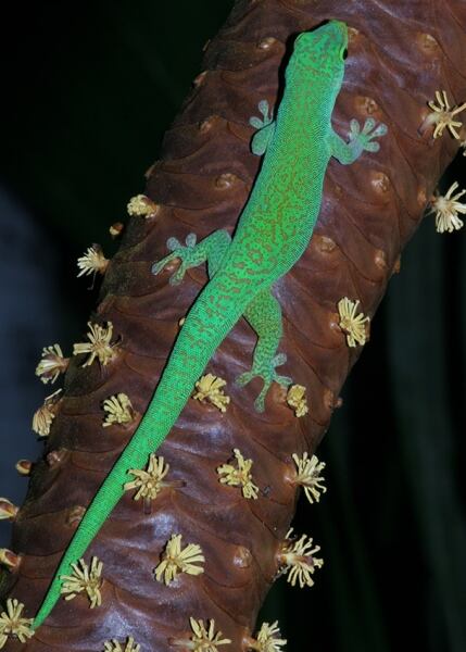 Un geco en una palmera de coco de mer. (New Phytologist Foundation)