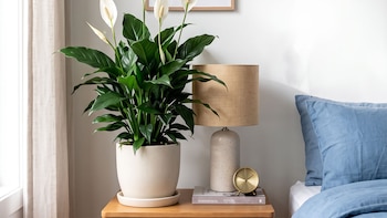 Qué plantas elegir para el dormitorio y cómo pueden favorecer el descanso