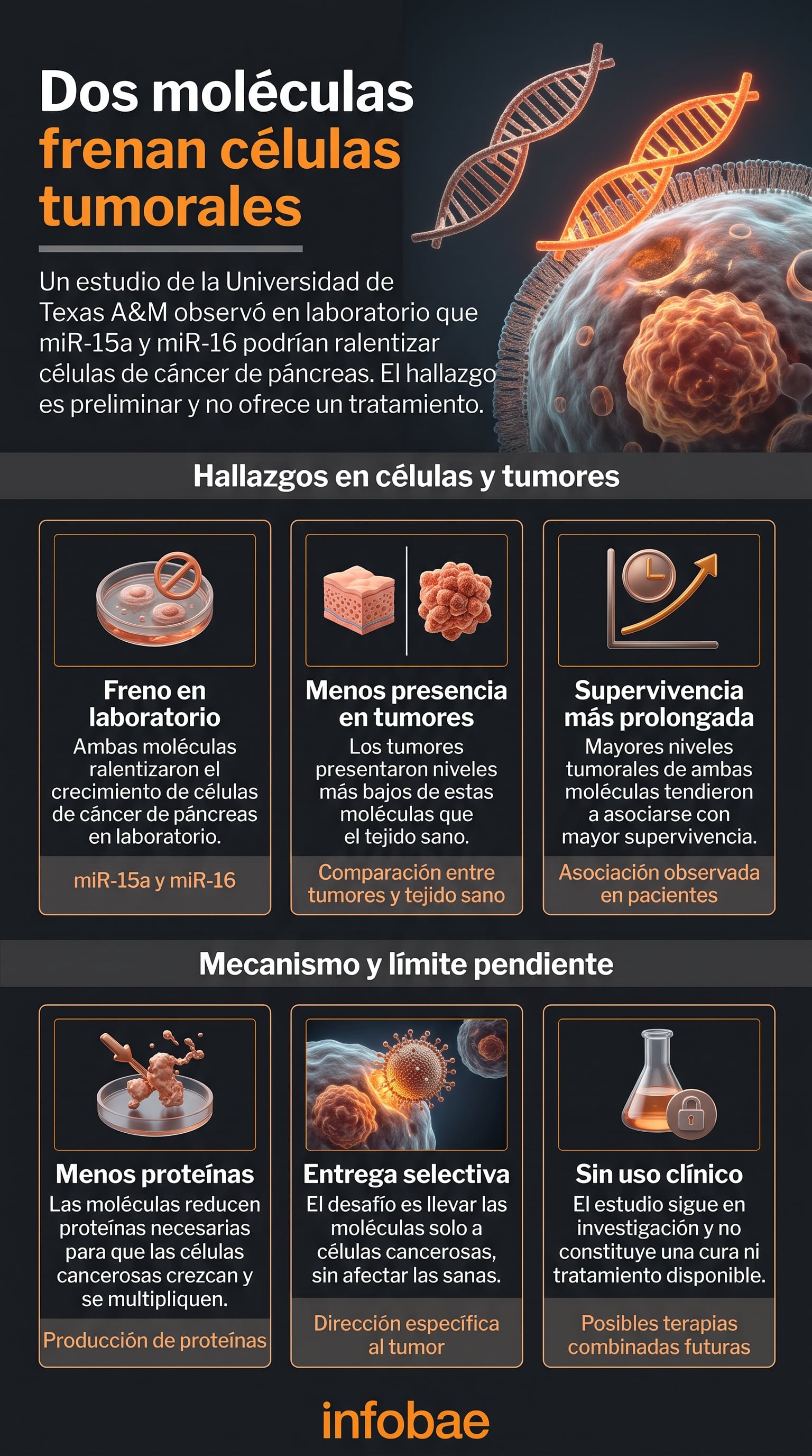 La investigación de la Universidad de Texas A&M en Estados Unidos describe la función de dos moléculas que reducen el crecimiento de células de cáncer de páncreas (Imagen Ilustrativa Infobae)