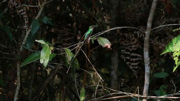 Cómo una chacra de café