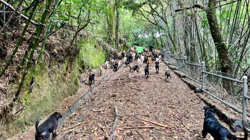 La mayoría de los caninos