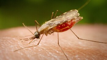 Las poblaciones de mosquitos Anopheles