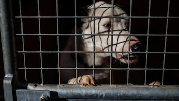 El maltrato animal concentra más de 1.200 procedimientos judiciales en 2025