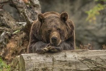 Primer plano de una osa grizzly con pelaje marrón oscuro, apoyando su cabeza y patas delanteras con garras visibles sobre un tronco de madera