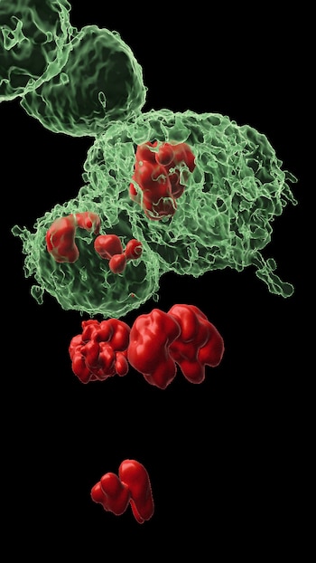 Células DARE (sus cuerpos marcados