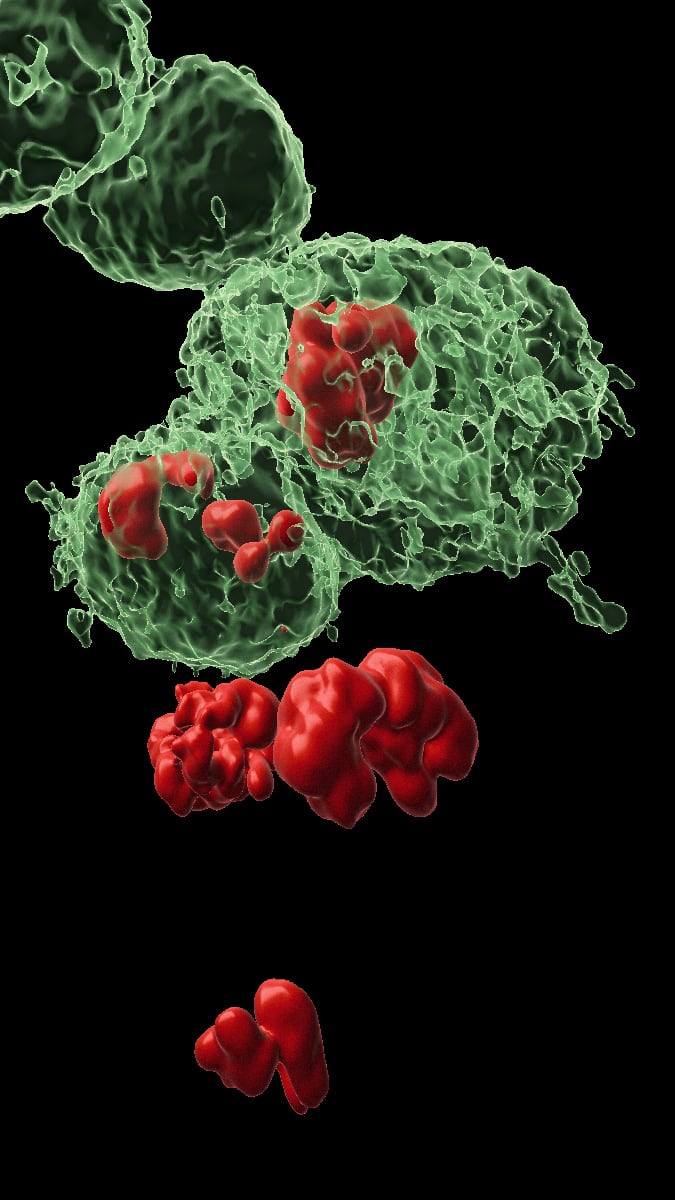 Células DARE (sus cuerpos marcados en verde) y células NARE (sus cuerpos sin marcar) en el tejido epitelial a partir del cual se desarrolla el ala de la mosca (Instituto Weizmann de Ciencias)