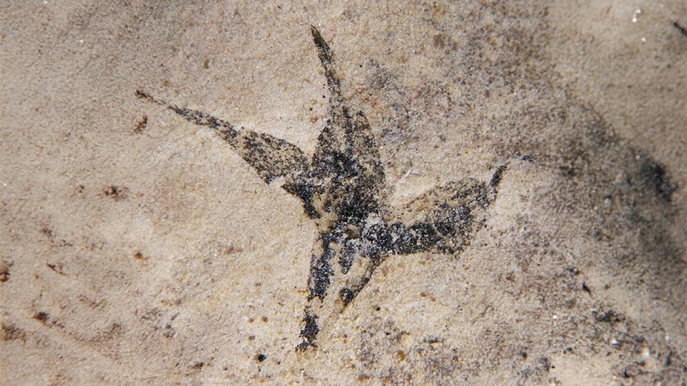 La flor Stellula meridionalis vivió hace 113 millones de años en lo que hoy es San Luis, durante el Cretácico Temprano (Gentileza: CONICET)