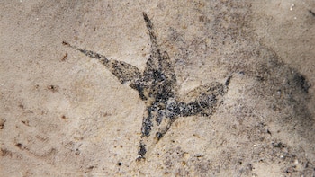 La flor Stellula meridionalis vivió