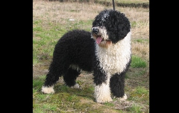 Perro de agua español