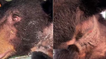 Confirman primer caso de gusano barrenador en un oso negro en Nuevo León