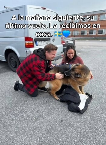 Colombiano mostra como trouxe seu pastor alemão de Bogotá para a Suécia após quatro meses de papelada - crédito @pastorcitoensuecia/tiktok