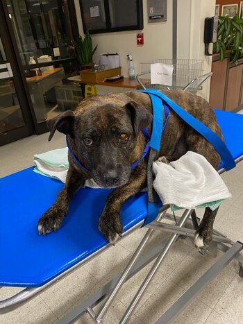 La perra fue rescatada de