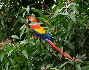 27/04/2028 Ara macao observado durante los censos realizados en campo
POLITICA ANDALUCÍA ESPAÑA EUROPA SEVILLA
JOSÉ LUIS TELLA